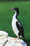 New Zealand King Shag